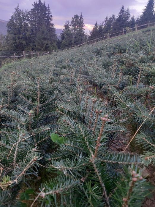 Puieti brad Nordmann- Abies nordmanniana- 4 ani