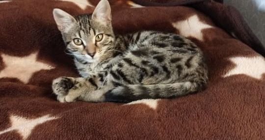 Отдам Кошку добрым людям