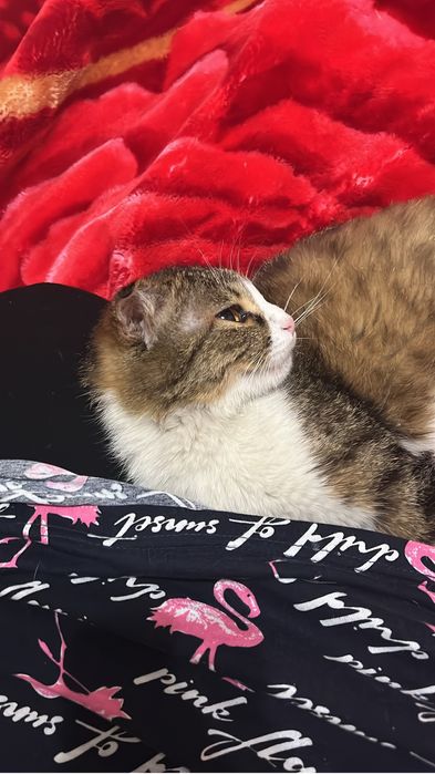 Кошка породистый, девочка