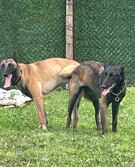 Белгийска овчарка Малиноа