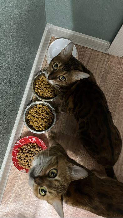 Продам кошку 3 лет