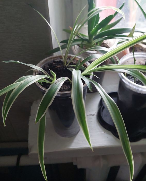 Хлорофитум хохлатый саженцы