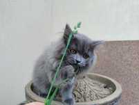 British longhair motănel