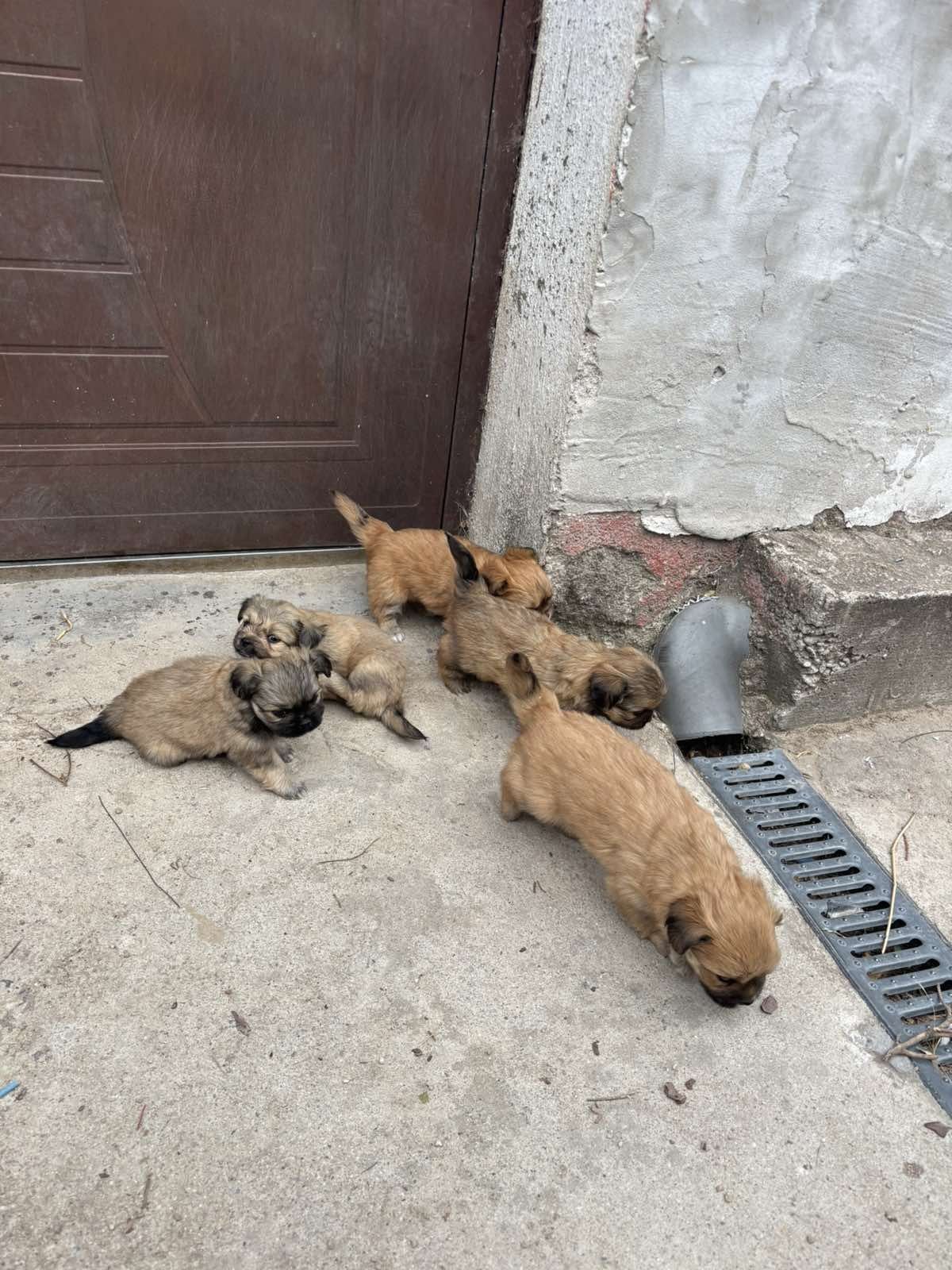 Малки сладки пекинезчета
