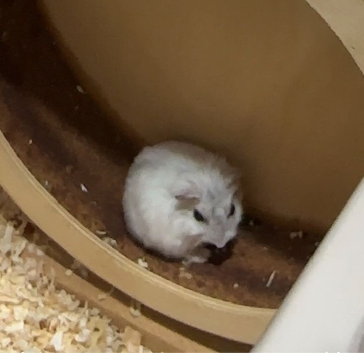 Donez hamster urgent