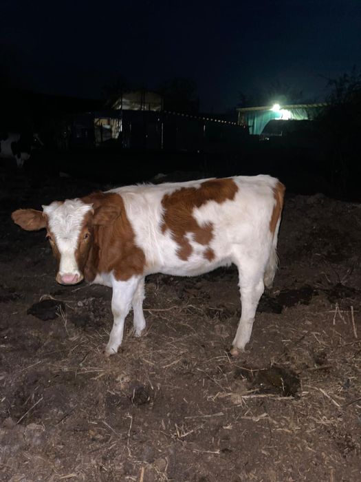 Vițică in varsta de 10 luni