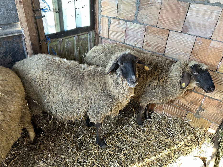 Овца на 2 години