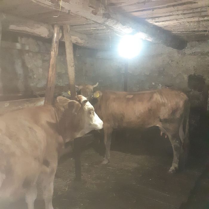 Vand vaca cu vitel
