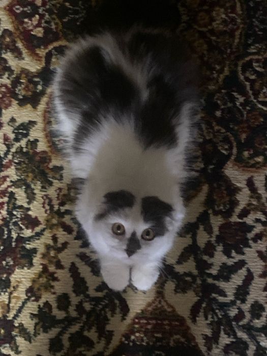 Mushuk poroda sotiladi