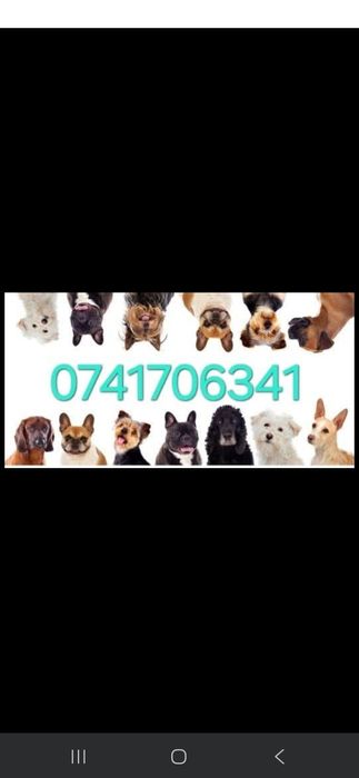 Coafura   Canină  frizerie