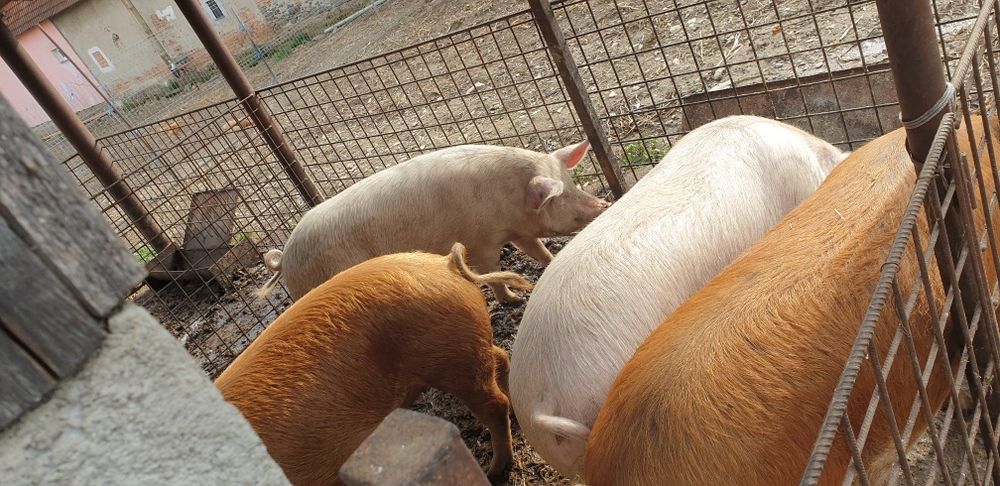 120-160 de kilograme