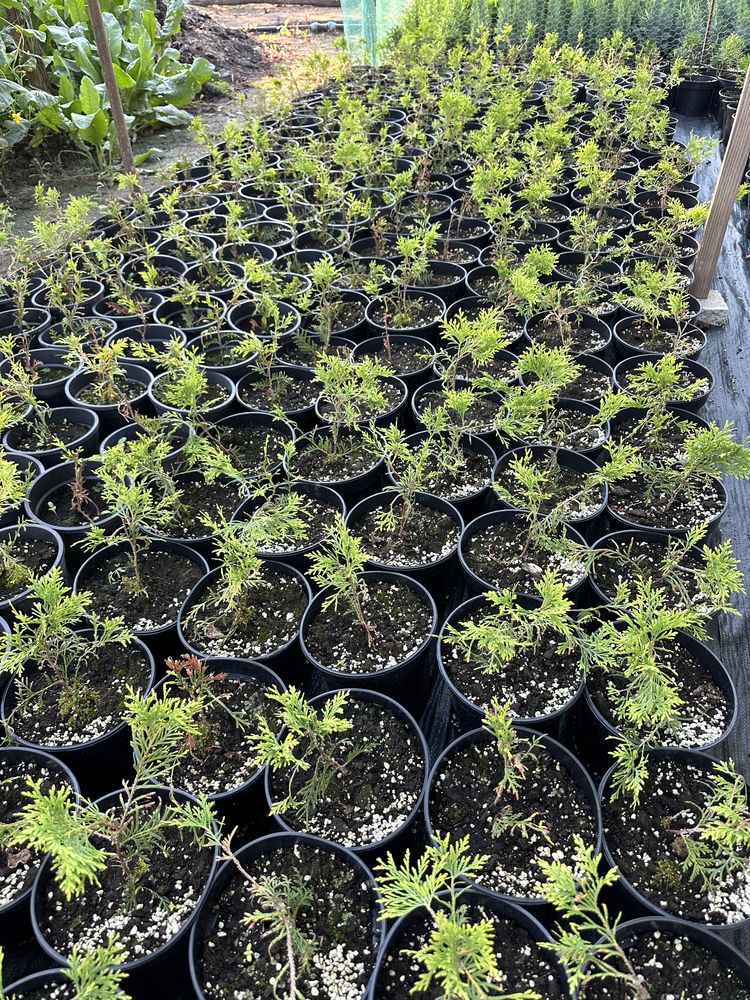 Tuia (thuja) smaragd / columnara/diferite plante ornamentale/ rasaduri