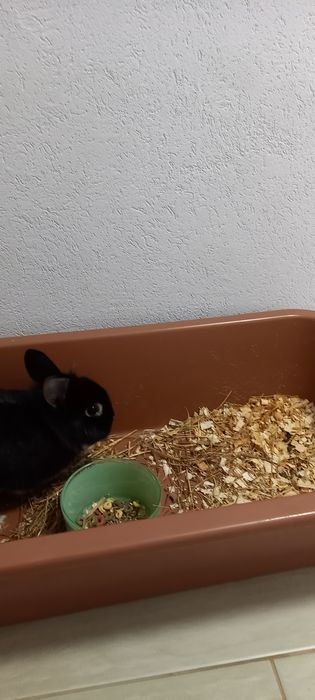 Подарява се зайче с клетка