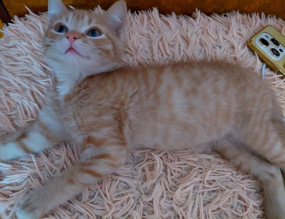 В добрые руки котенок