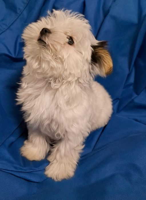 Йоркширски бивер