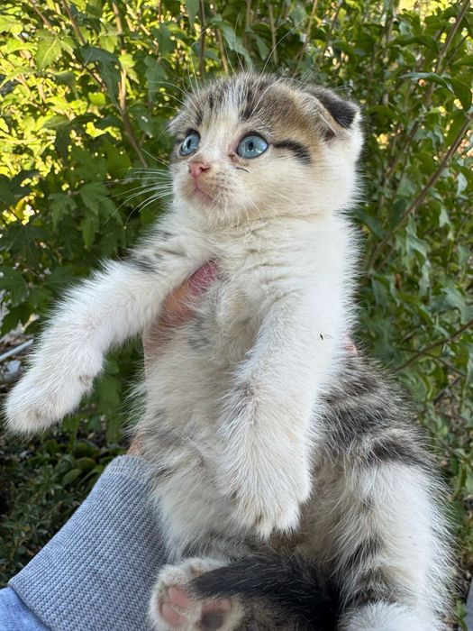 Котенок вислоухий