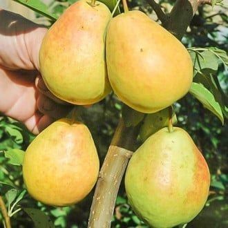 Pomi Fructiferi Columnari PĂR