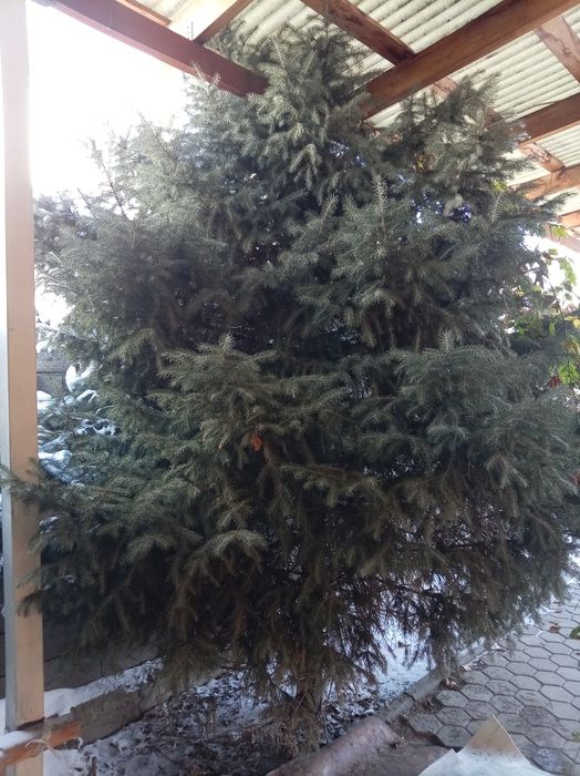 Ёлка на новый год