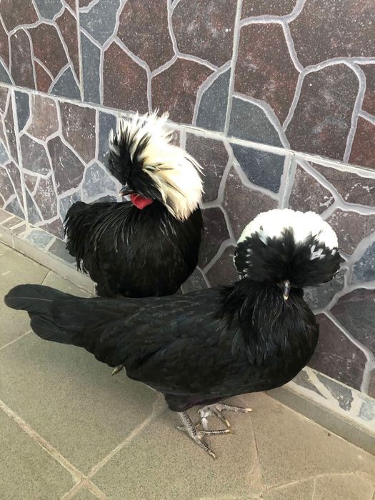 Vand Motate Olandeze