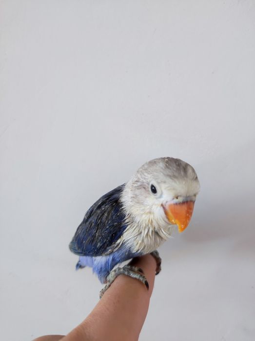 Попугаи неразлучники ручные