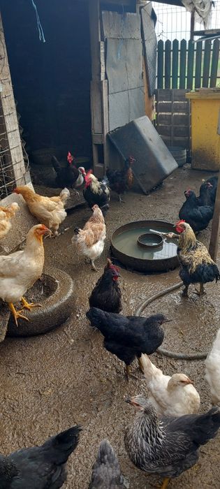 Pui de curte de  anul asta ,