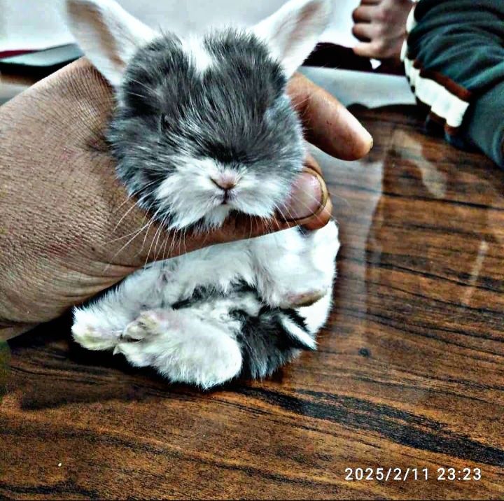 Katta bo'midigan karlik quyon