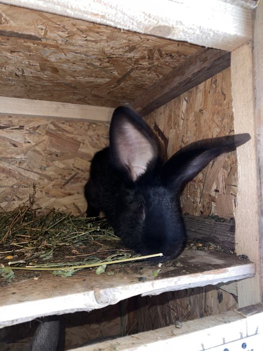 Iepuroaica metisi uriasi german