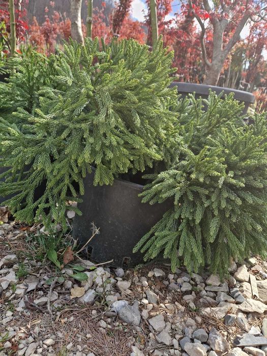 Plante Ornamentale