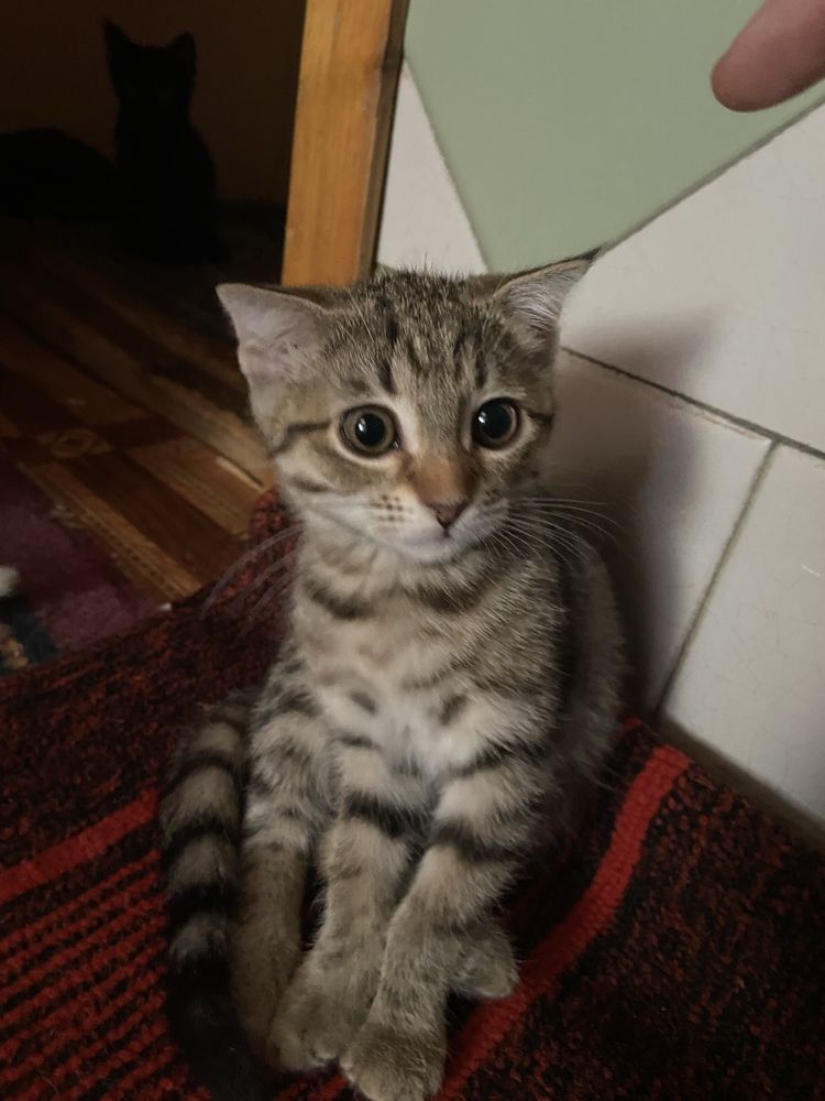 Продаются шотландские котята