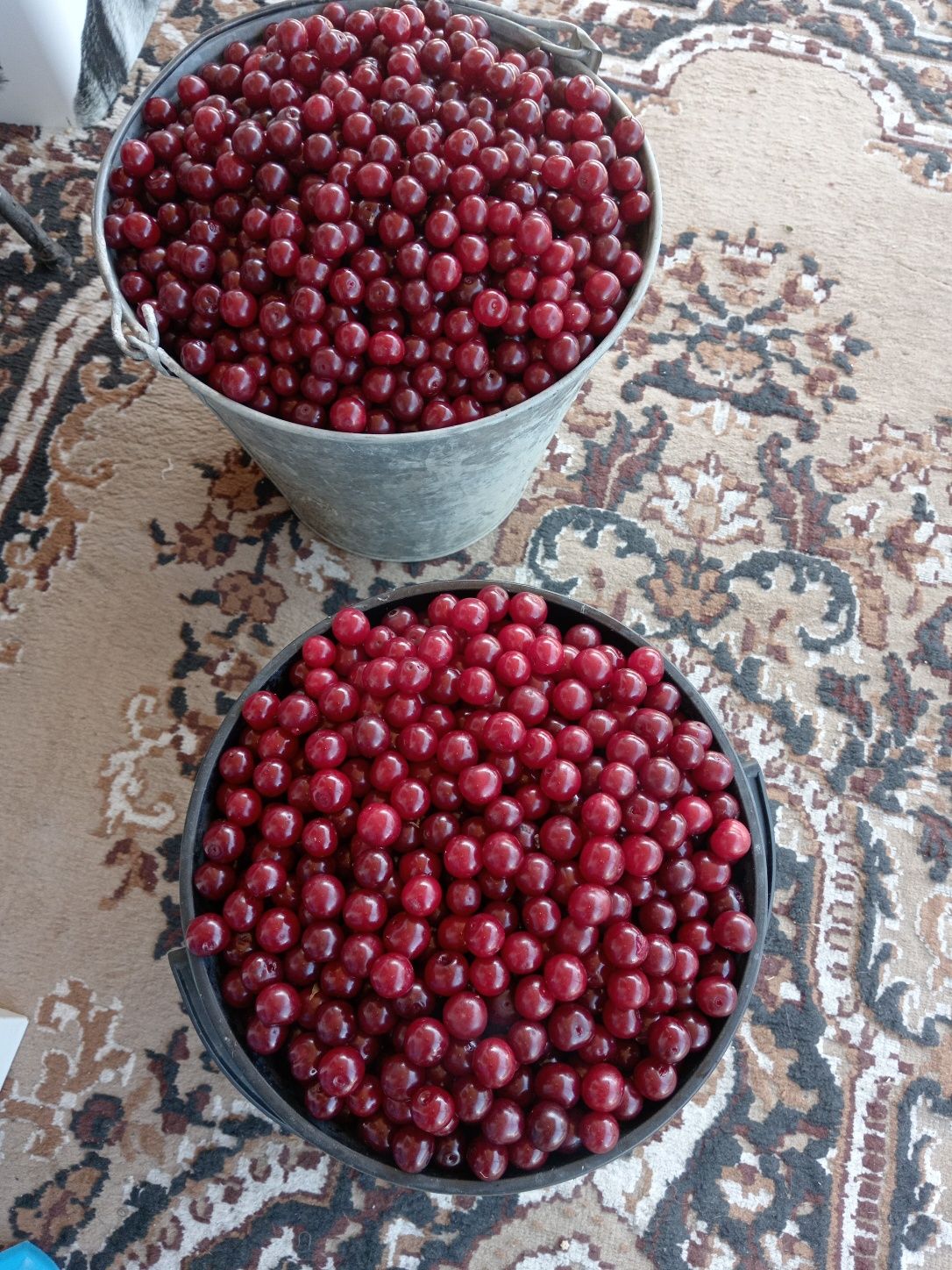 Продам садовую вишню