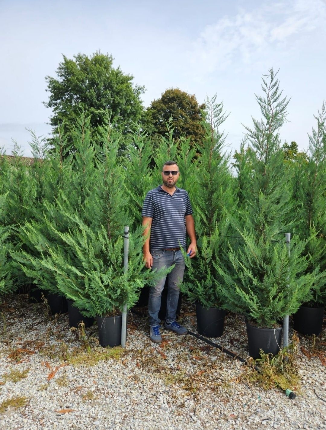 Cupressus leylandii 1.5 - 4m/ gard viu/ perdea verde naturala