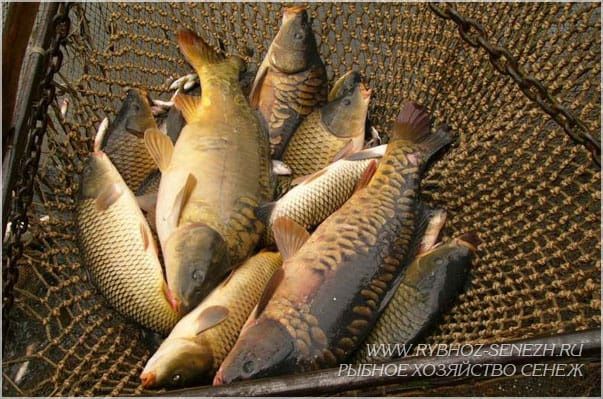 Рыба живая карп сазан.