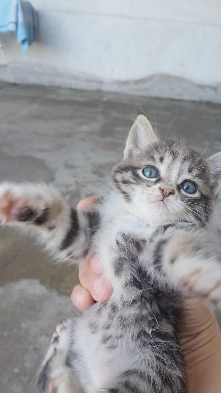 Котята  красивые местные