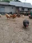 Vând găini de casa(bio) rasa mixta și rate