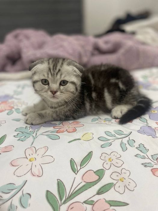 Шотландская вислоухая кошка