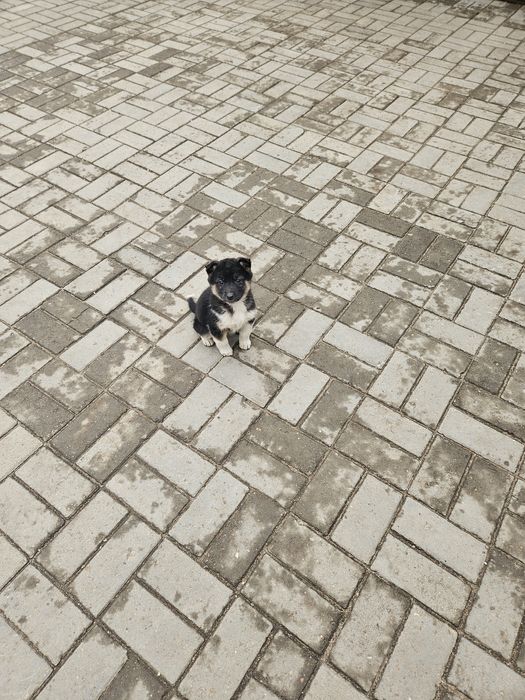 Отдам шенка бесплатно лайка .