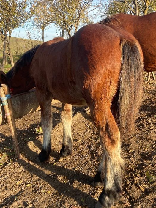 Vand manji pentru tinut sau pentru abator