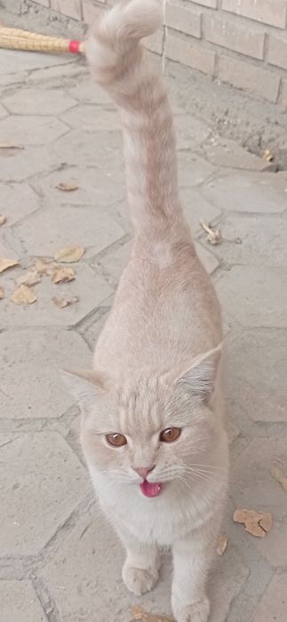 британский короткошерстный кот