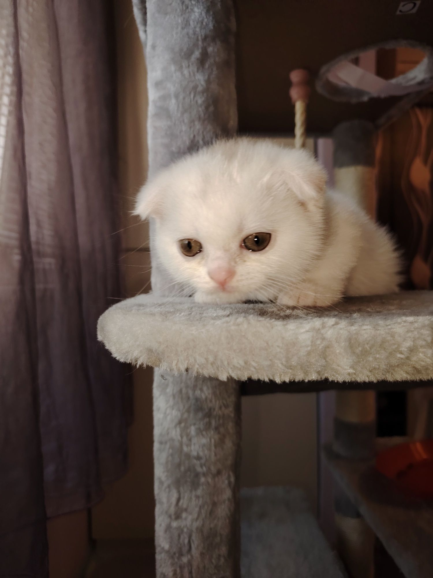 Малки, сладки британчета