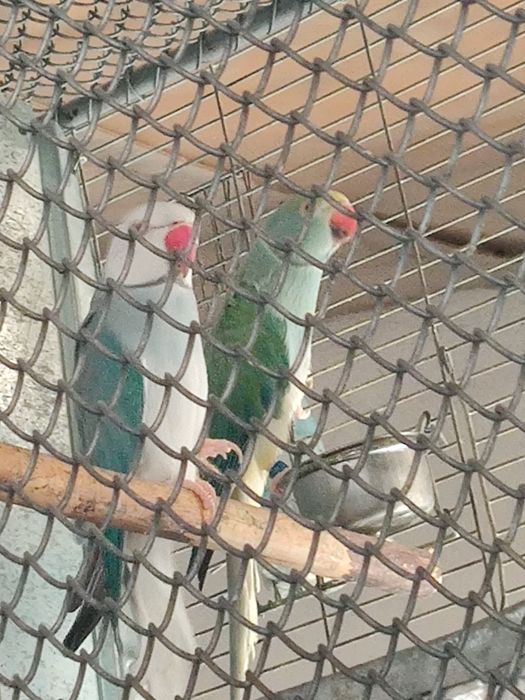 Papagal Micul Alexandru