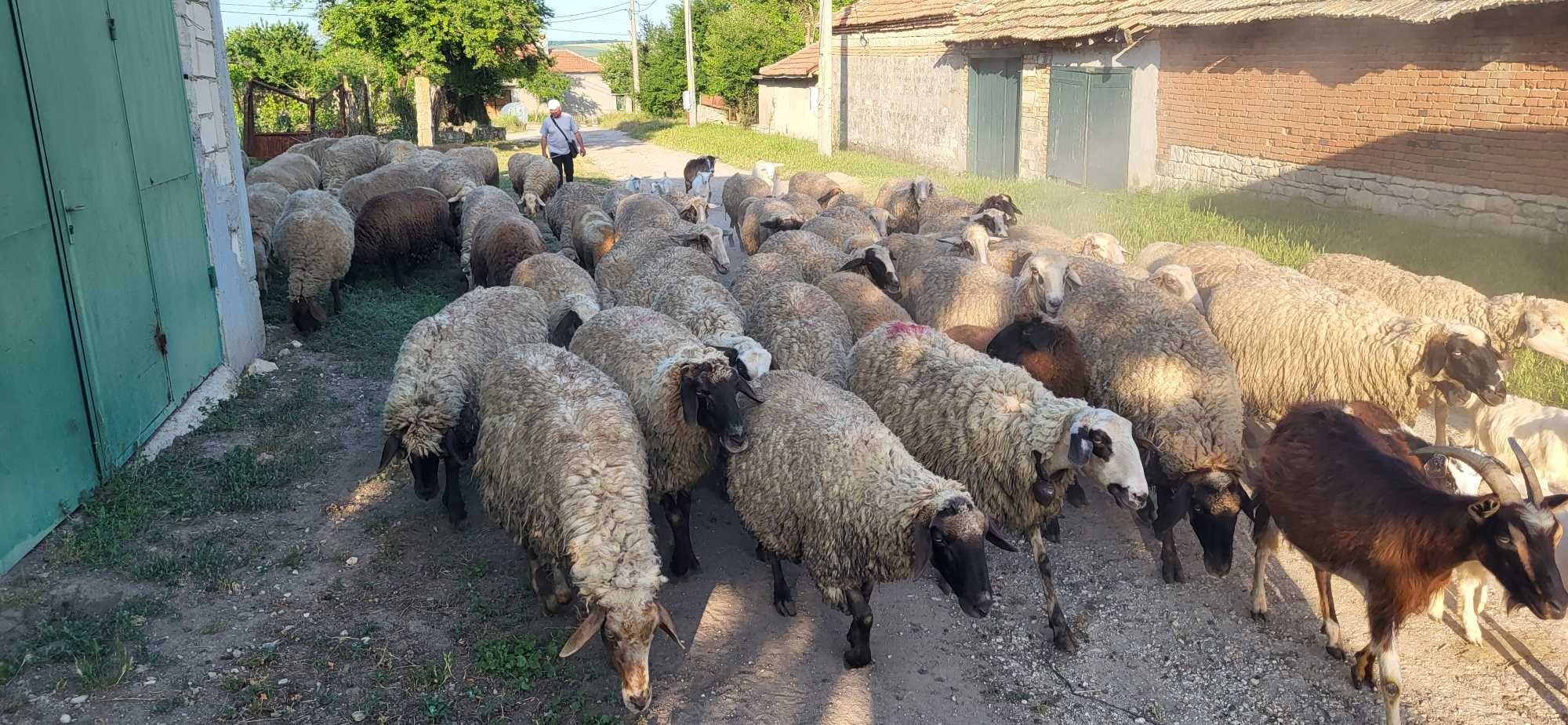 Продавам млади добре гледани овце...