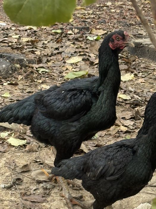 Makyon tovuqlar (boboq tovuqlar)