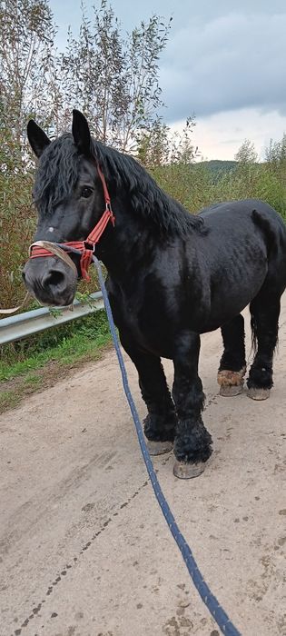 Vând doi Armăsari ardenezi de 9 și 10 ani