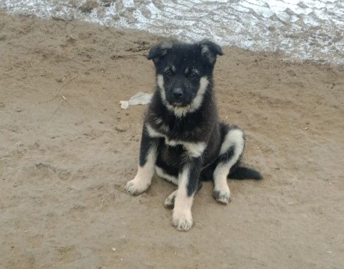 Щенки ищут дом .