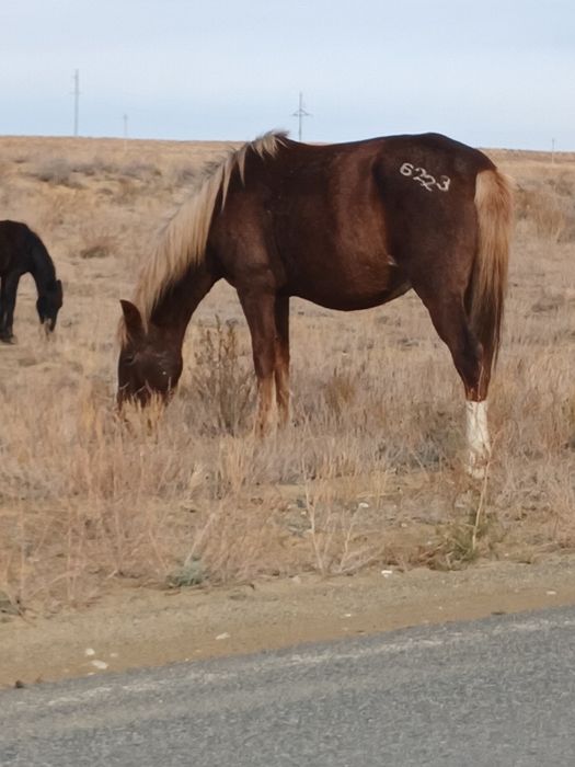 Ту биелер сатылады