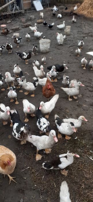 Vand rațe mute tinere