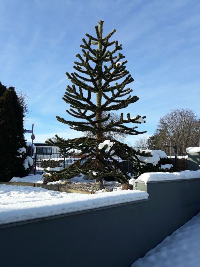 Puiet araucaria araucana brad Chile