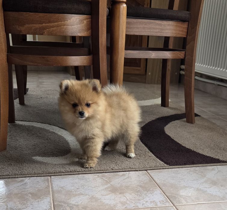 Шпиц померан куче