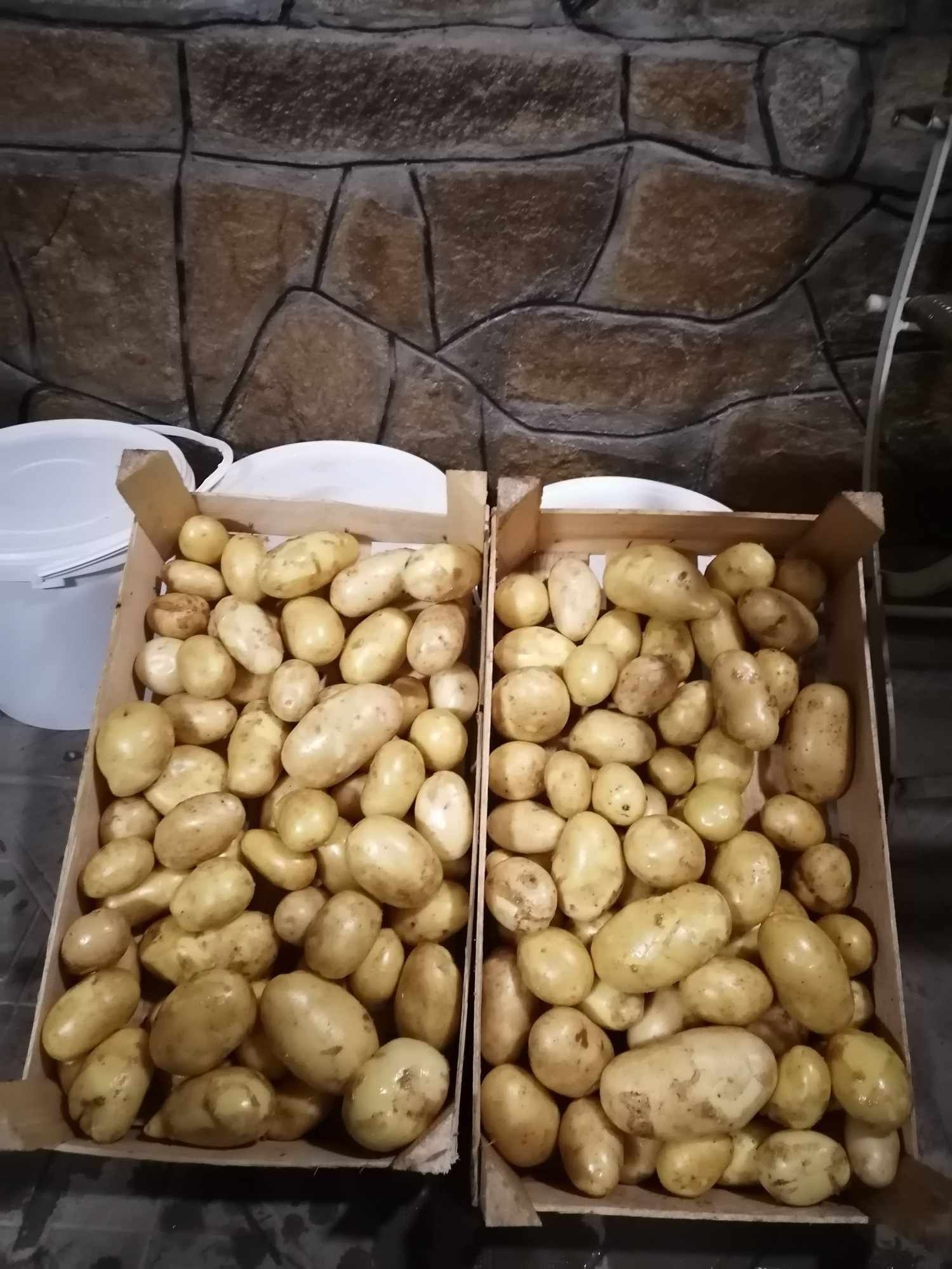 Продавам пресни картофи