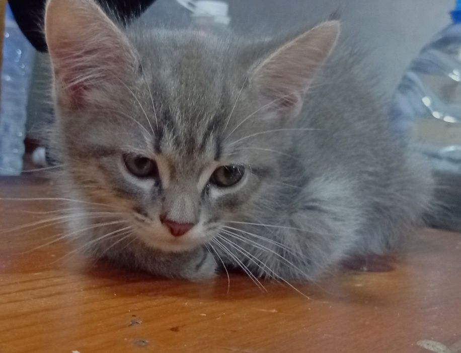 Котенок, ходит в лоток